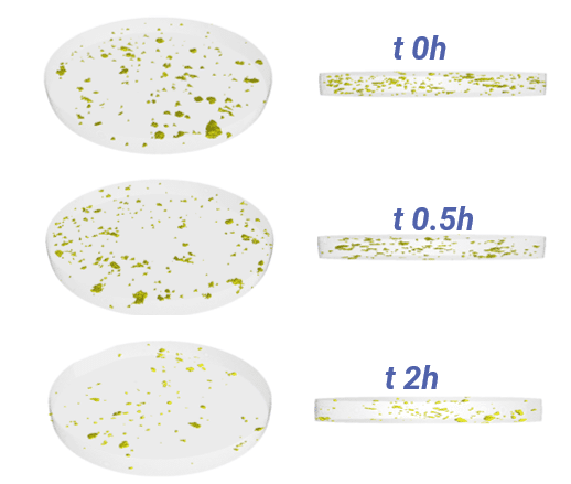 3D rendering of microporosity within a tablet coating according to different curing time. X-ray microtomography is relevant here to assess manufacturing processes.