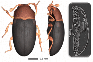 rendu 3D et coupe tomographique d'un insecte - MNHN Novitom