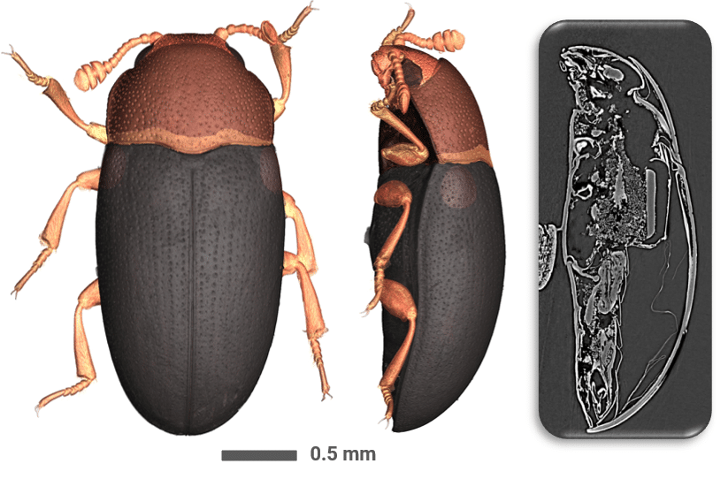 Valorisation des collections du Museum National d’Histoire Naturelle