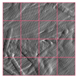 An AFM image of skin collagen showing 16 sub-images for subsequent scoring using a pre-trained AI algorithm.