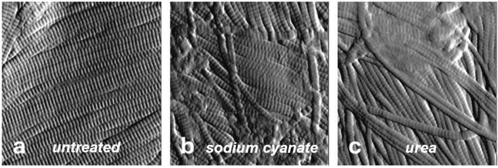 Typical AFM images of skin explants (field of view: 3 x 3 µm²) for three conditions: untreated, treated with carbamoyl sodium sulphate, and treated with carbamylated-urea.