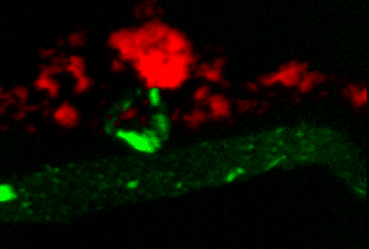 absorption spectroscopy